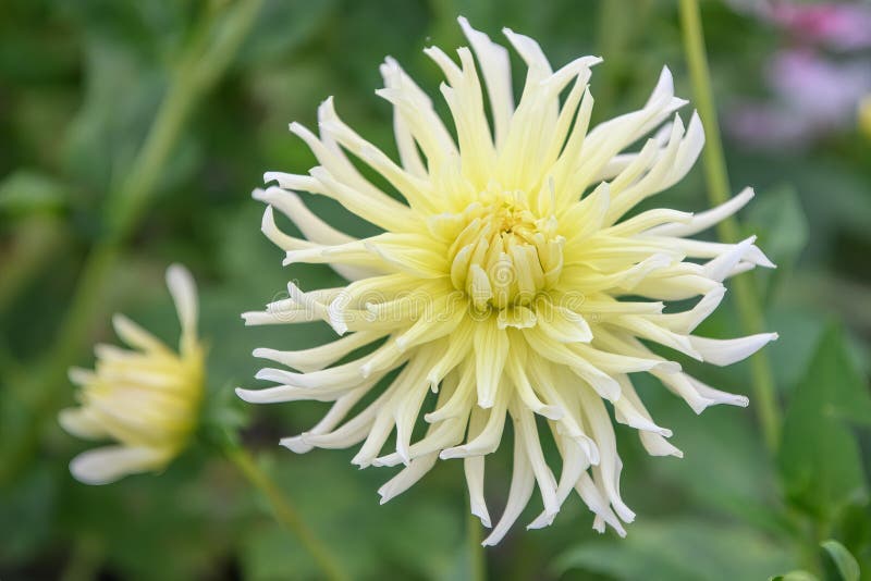 Garden Dahlia Grysons Yellow Spider, lemon yellow spider flower